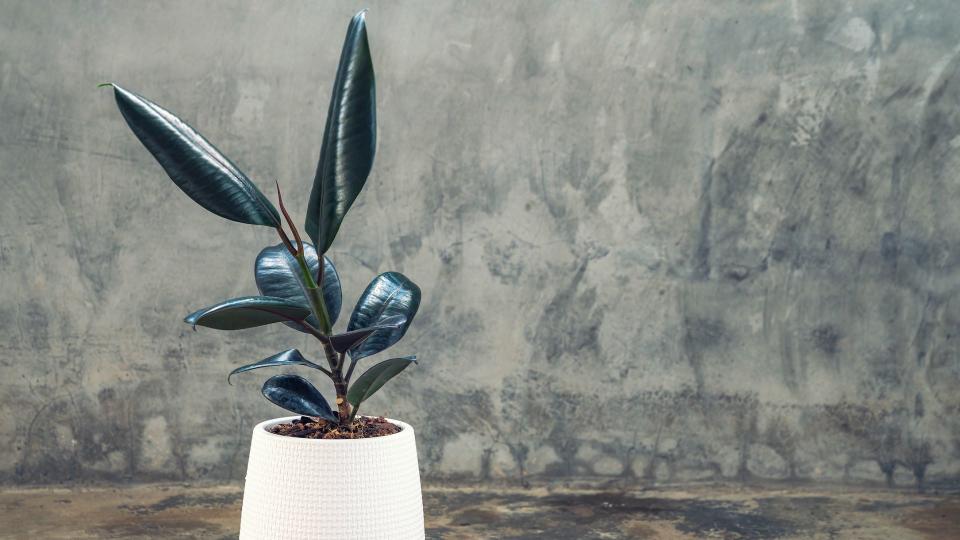 Rubber Fig (Ficus elastica)