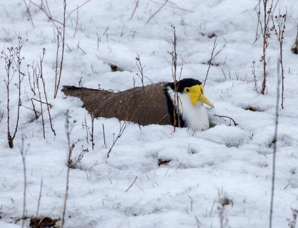 The same plover sits on her eggs in snow.