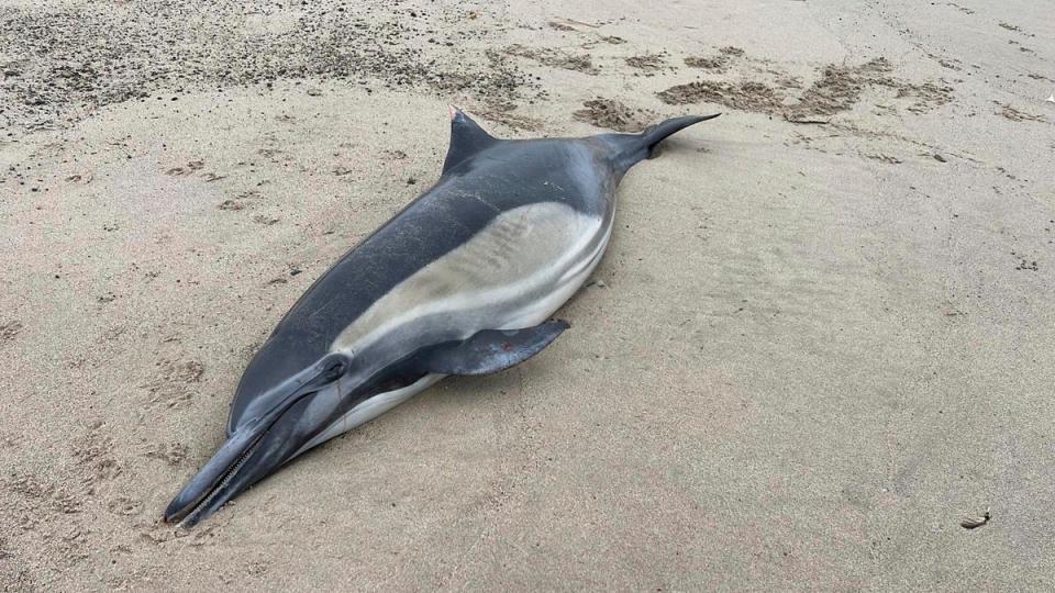 This image provided by Channel Islands Marine and Wildlife Institute, shows a dead dolphin washed ashore on a beach in Santa Barbara County, Calif., Tuesday, June 20th, 2023 (AP)