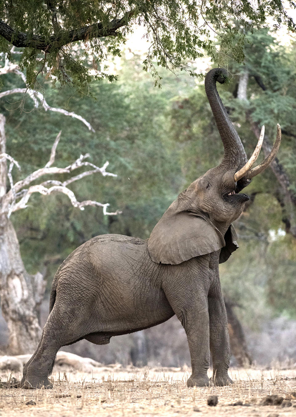 Elephant does yoga