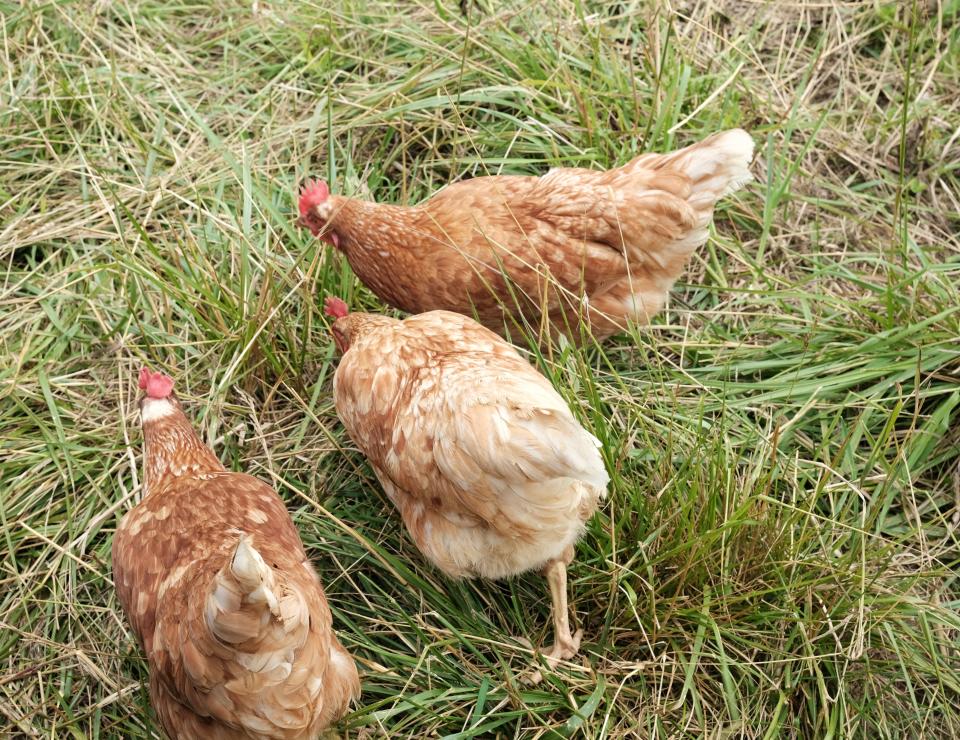 The hens at Glenview Acres are happy grazing on grass not treated with harmful chemicals.