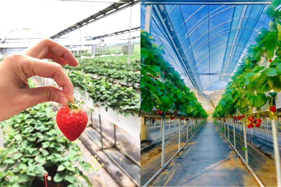 草莓園分為有室內棚和室外棚，室內棚為高架草莓，可以輕鬆地體驗採草莓。
