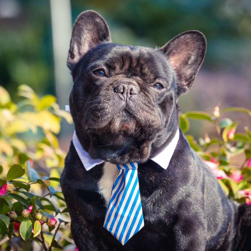 <p>If you have a real Mister Man on your hands, one of these names might fit the bill. </p><p>•Macho<br></p><p>•Stud</p><p>•Higgins </p><p>•Tiny (for a big dog)</p><p>•Dudley</p><p>•Clark</p><p>•The Manager</p><p>•Mister Tinkles </p><p>•Bossman</p><p>•Uncle Joe</p><p>•The Earl of Kibble</p><p>•Sir Barksalot </p><p>•Sparky </p><p>•Pinky </p><p>•Pal</p><p>•Boss</p>