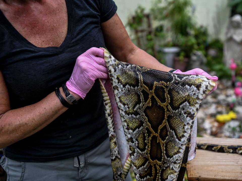 Snake hunter Amy Siewe holds the skin of a dead python in the backyard of a house in Delray Beach, some 52 Miles north of Miami, on May 21, 2020.