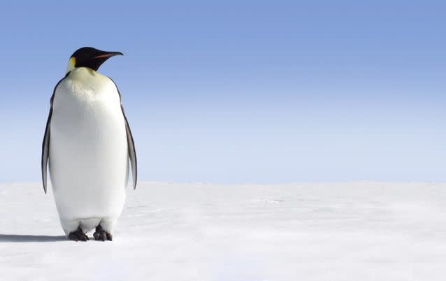 Emperor Penguins