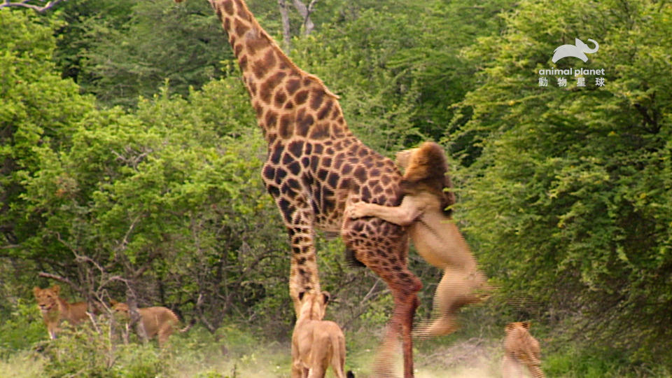 節目團隊拍攝到獅群齊力獵捕成年長頸鹿的珍貴畫面。（圖／動物星球頻道）