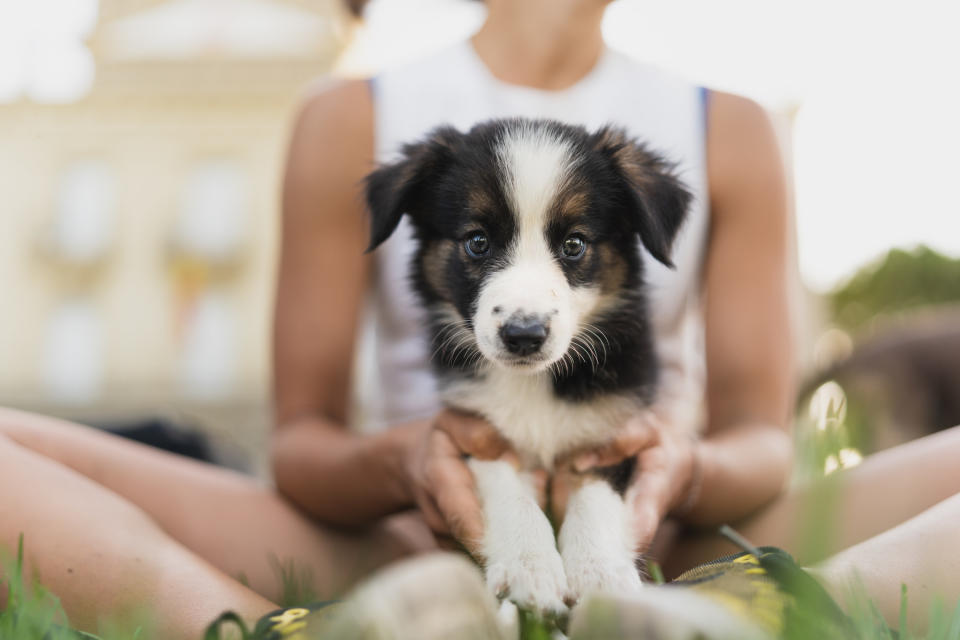 a puppy sitting in someones lap