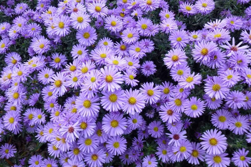 Aster