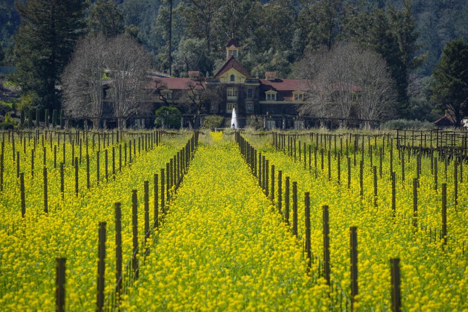 Mustard fills a vineyard in front of the historic Inglenook winery in Rutherford, Calif., Wednesday, Feb. 28, 2024. Brilliant yellow and gold mustard is carpeting Northern California's wine country, signaling the start of spring and the celebration of all flavors sharp and mustardy. (AP Photo/Eric Risberg)