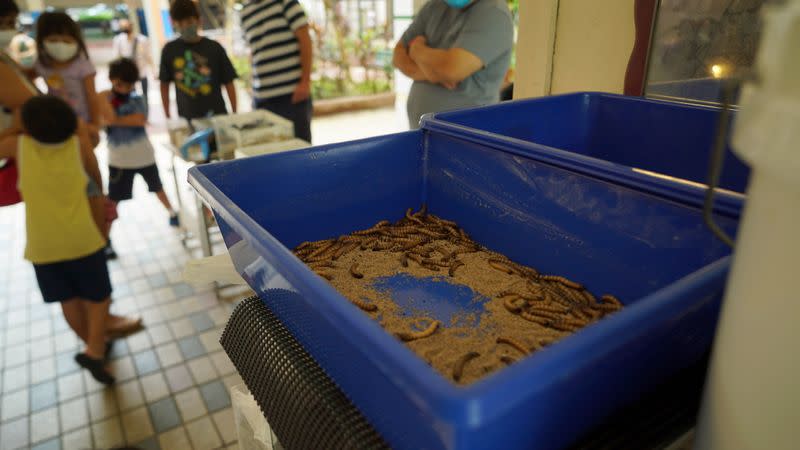 Live worms, used for ant feed, are seen in a tray outside the "Just Ants" shop in Singapore