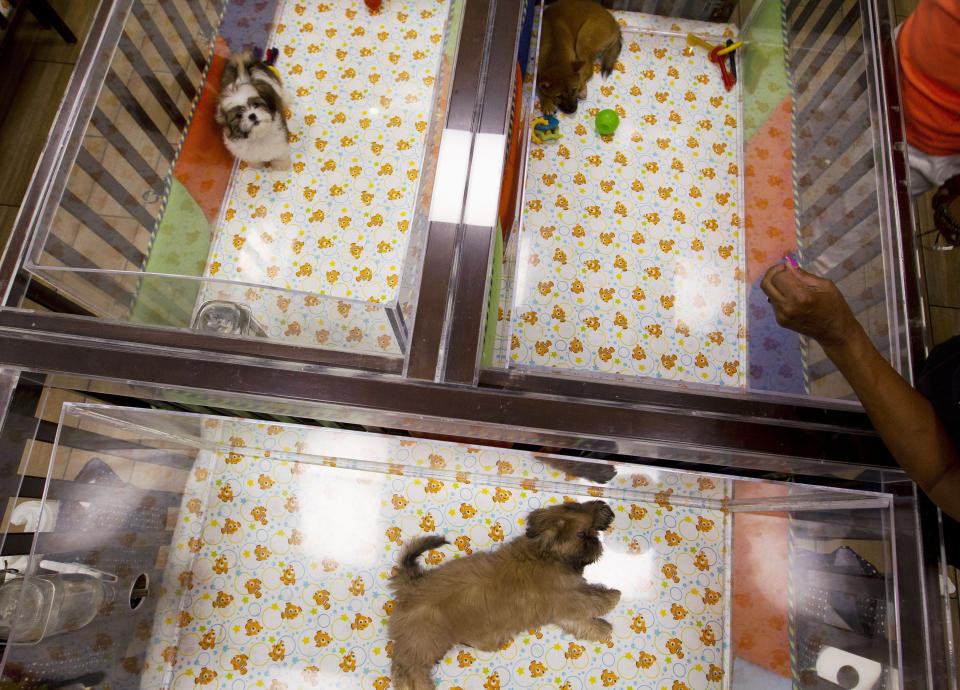 People watch puppies in a cage at a pet store in Columbia, Md., Monday, Aug. 26, 2019. Pet stores are suing to block a Maryland law that will bar them from selling commercially bred dogs and cats, a measure billed as a check against unlicensed and substandard "puppy mills." (AP Photo/Jose Luis Magana)