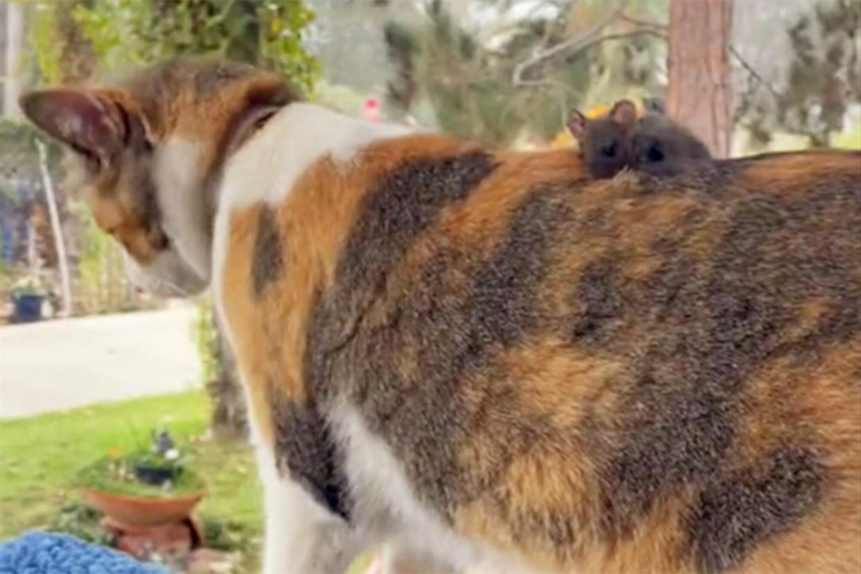 mouse sitting on top of a calico cat's back