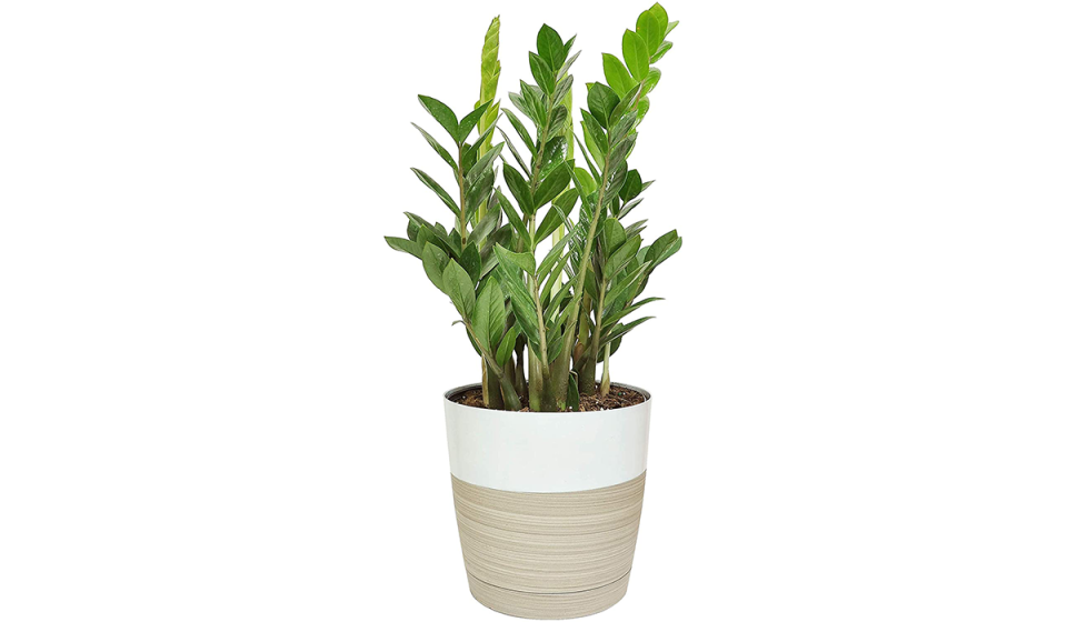 Plant in white/beige pot.