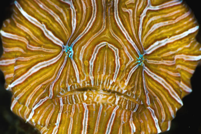 This undated image provided by seaphotos.com shows the face of a Histiophryne psychedelica, a highly atypical a psychedelic frogfish (Antennaridae) first described in 2009 from a handful of specimens photographed in Ambon, Indonesia in 2008. It has a vestigial, non-functional lure (illicium/esca) and probably traps its prey inside coral holes and crevices or within coral rubble. The unusual pattern is thought to mimic the appearance of several kinds of hermatypic coral, and while varying slightly from individual to individual, appears to remain unchanged throughout the life of each individual. (AP Photo/David Hall Seaphotos)