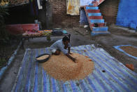 An Indian farmer dries his corn crop on the outskirts of Jammu, India, Sunday, Sept. 20, 2020. Amid an uproar in Parliament, Indian lawmakers on Sunday approved a pair of controversial agriculture bills that the government says will boost growth in the farming sector through private investments. (AP Photo/Channi Anand)