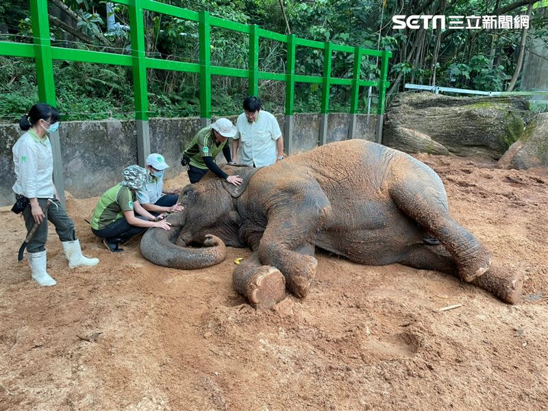 台北動物園39歲亞洲象「友愷」出現食慾不振、脫水等現象，令照養團隊十分擔憂。（圖／台北動物園提供）