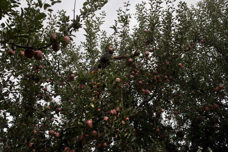 In this Sunday, Oct. 6, 2019 photo, a Kashmiri farmer Jamshed Ahmad plucks apples at his orchard in Wuyan, south of Srinagar Indian controlled Kashmir. The apple trade, worth $1.6 billion in exports in 2017, accounts for nearly a fifth of Kashmir’s economy and provides livelihoods for 3.3 million. This year, less than 10% of the harvested apples had left the region by Oct. 6. Losses are mounting as insurgent groups pressure pickers, traders and drivers to shun the industry to protest an Indian government crackdown. (AP Photo/Dar Yasin)