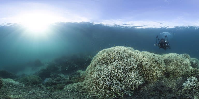 Bleaching is a phenomenon that turns corals white or fades their colours as they expel tiny photosynthetic algae, threatening a valuable source of biodiversity, tourism and fishing