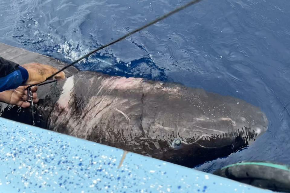 greenland shark