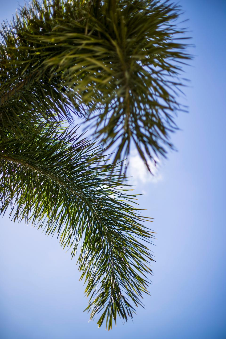 Foxtail palm has become a common sight in Central Florida in recent years.