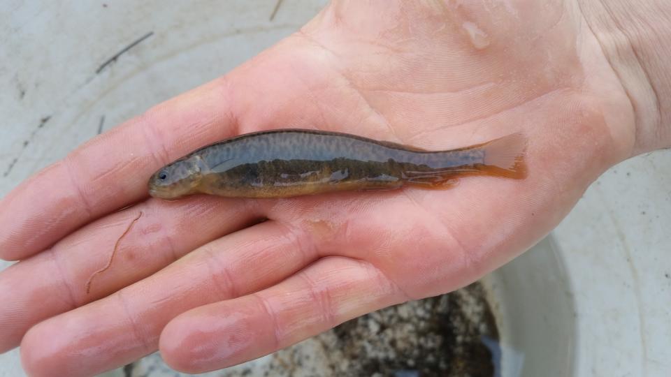 There are thought to be around 2,000 stocky galaxias left in world. Source: Hugh Allan