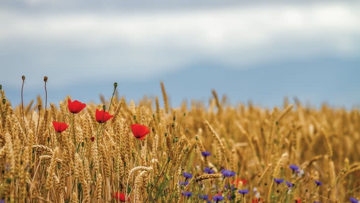 Flower Field