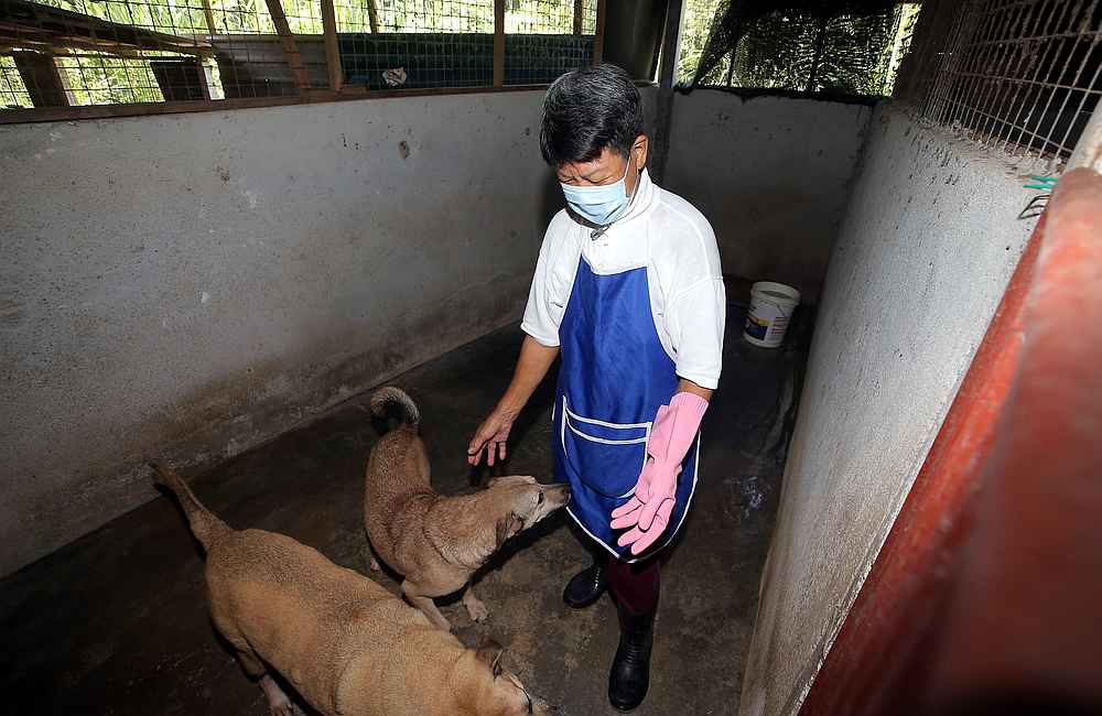 With age catching up, animal rescuer Tan Juat Jong is reaching out to good Samaritans to help adopt dogs at her shelter. — Picture by Farhan Najib