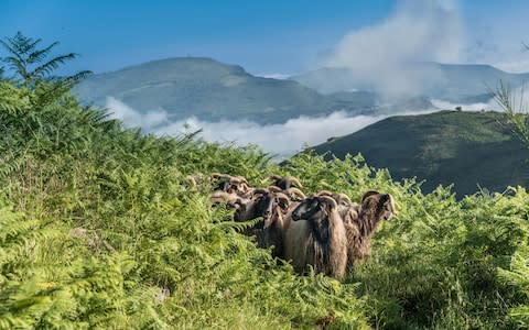 Farmers have become concerned over the growth in the bear population - Credit: Andia/UIG via Getty Images