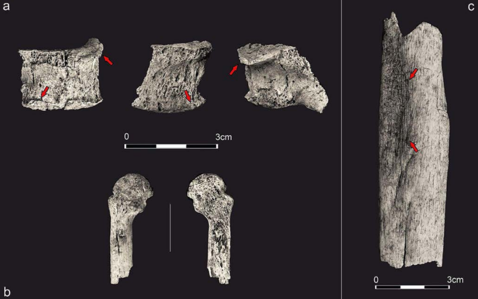 Zwęglone szczątki kości znalezione na miejscu. Zdjęcie z magazynu A Archaeological and Anthropological Sciences