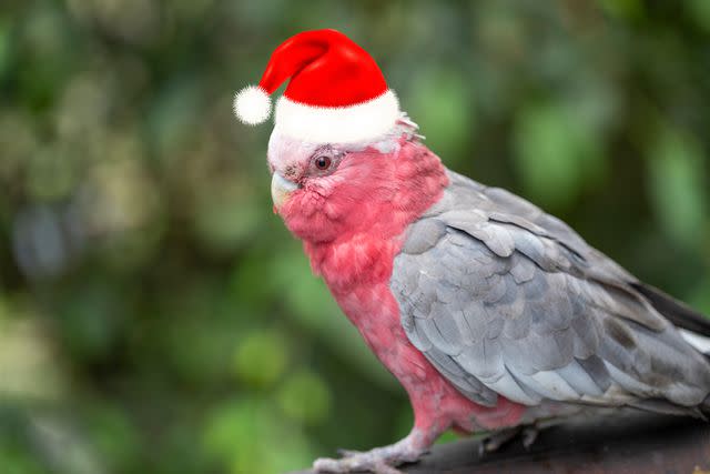 <p>Getty</p> Bird wearing a Christmas hat.