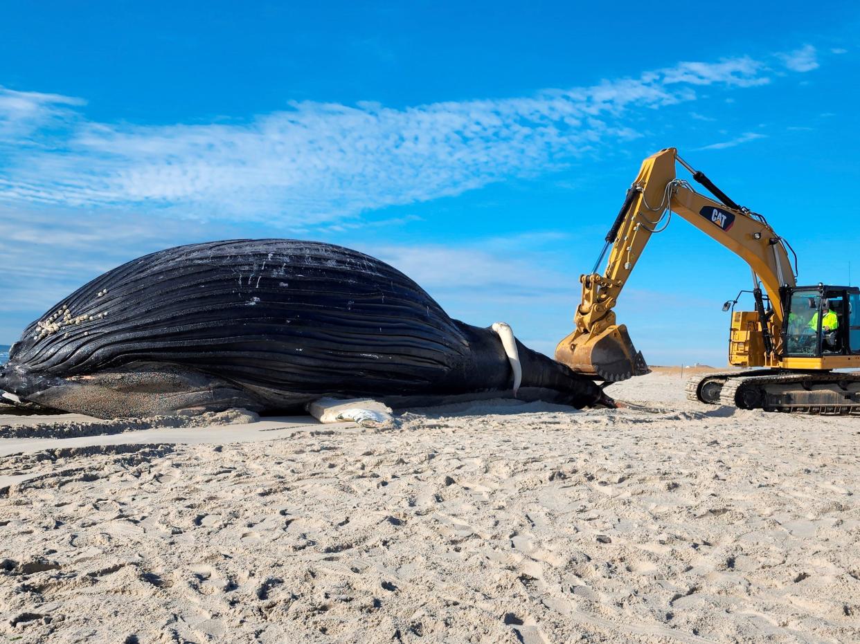 Beached humpback whale lies on beach alongside excavator