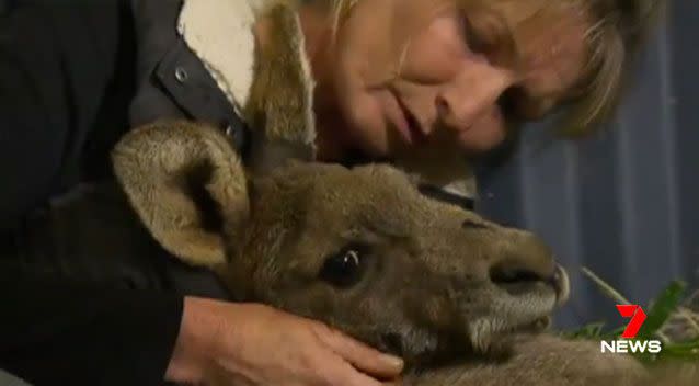 Spot the kangaroo died days after an arrow was removed from his head. Picture: 7 News