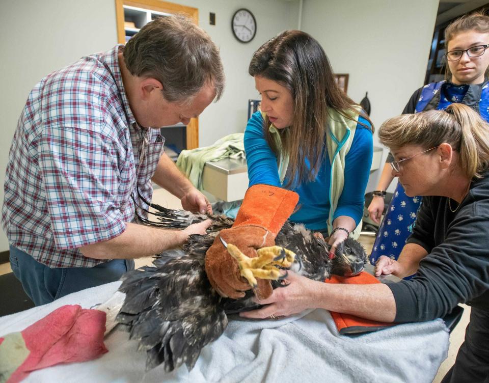 Dr. Thomas Knight, left, examines Rivers, a five-week-old bald eagle with a broken wing, during a visit to the Westside Animal Hospital in Pensacola on Friday as Dorothy Kaufmann, director of the Wildlife Sanctuary of Northwest Florida, center, and veterinary technician Sonya Jones hold down the bird.Dr. Thomas Knight, left, examines Rivers, a five-week-old bald eagle with a broken wing, during a visit to the Westside Animal Hospital in Pensacola on Friday as Dorothy Kaufmann, director of the Wildlife Sanctuary of Northwest Florida, center, and veterinary technician Sonya Jones hold down the bird.