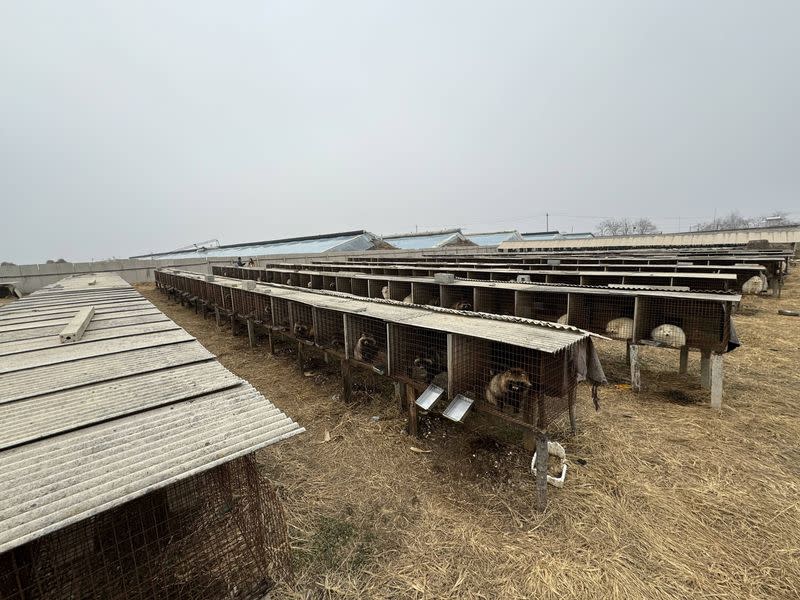 Raccoon dogs sit inside cages at a fur farm in Pulandian, Liaoning province