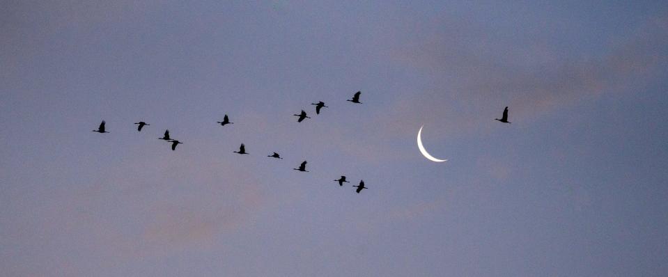 Sandhill cranes fly past a waning crescent moon before sunrise, January 29, 2022, at the Whitewater Draw Wildlife Area, McNeal, Arizona. The cranes roost in the draw overnight and fly out to fed in nearby fields at sunrise.