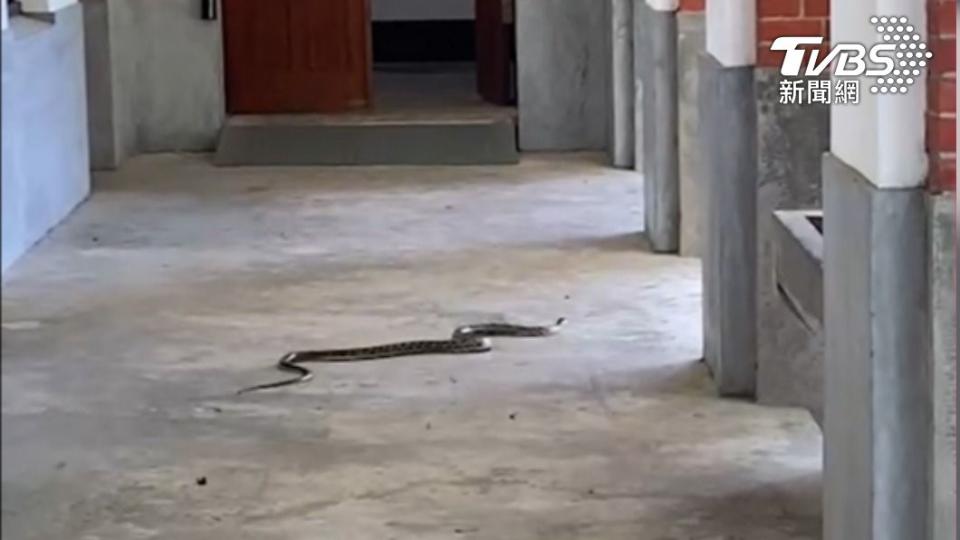 長黑眉錦蛇跑到走廊。（圖／TVBS）