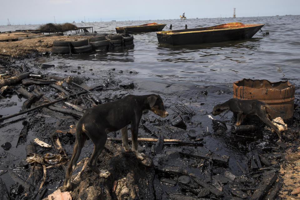 Perros buscan restos de pescado dejados por pescadores en la orilla del lago de Maracaibo ennegrecido por el petróleo, cerca de la terminal de transporte de petróleo crudo La Salina en Cabimas, Venezuela, el 24 de mayo de 2019. (Foto AP/Rodrigo Abd)