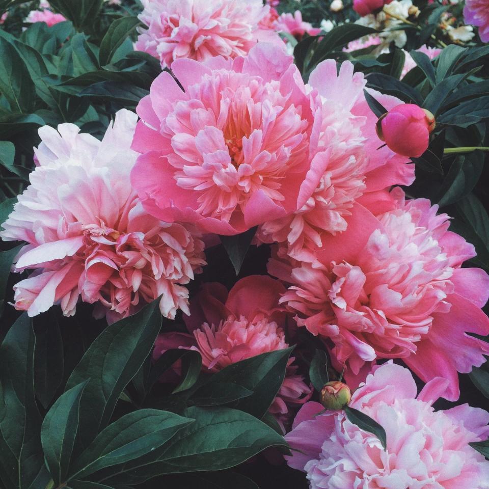 Peony