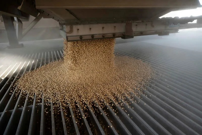 Soybeans rise after USDA lowers US crop prospects