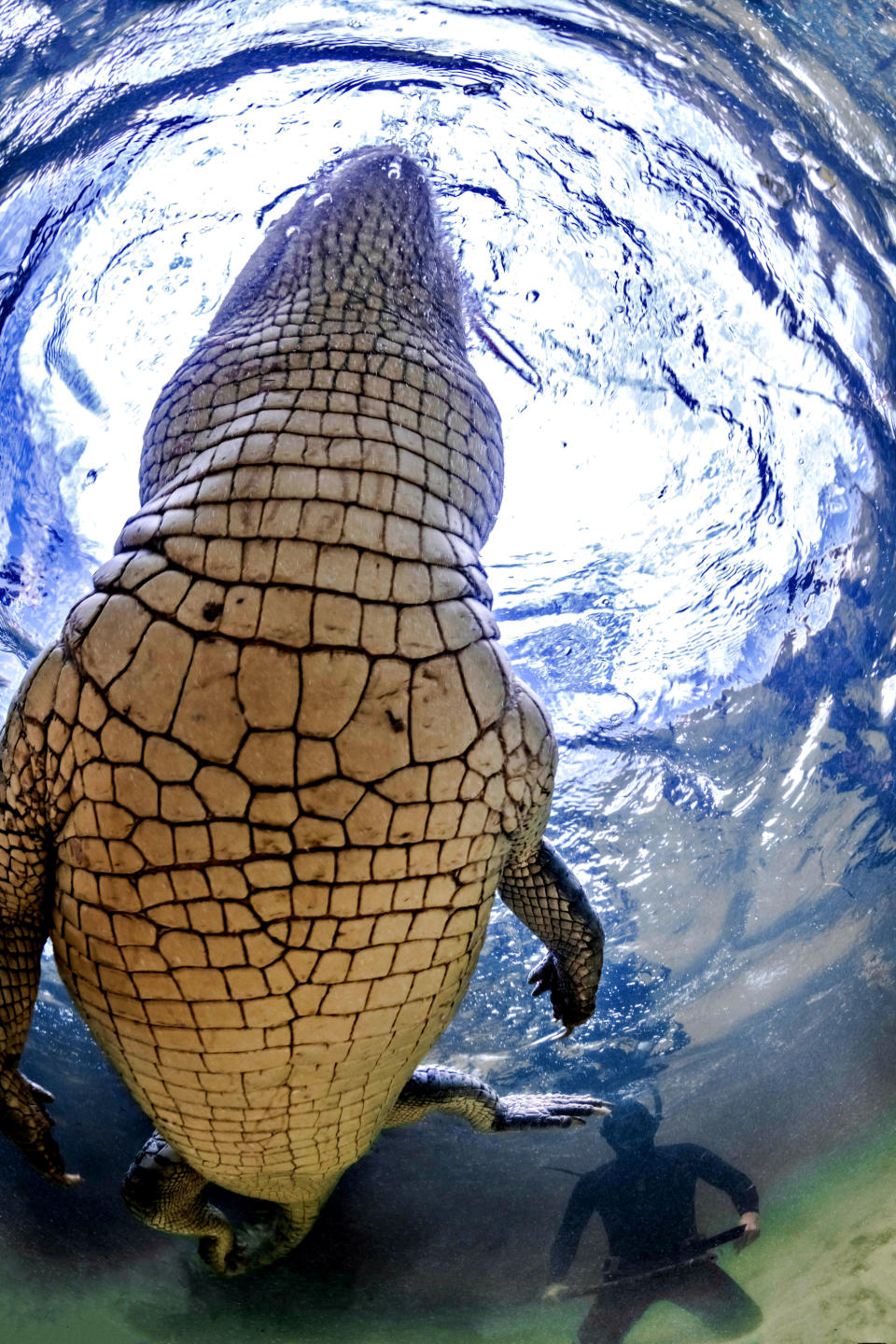 Crikey! Photographer gets up close with dangerous crocs