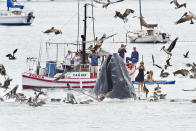 <b>Überraschung aus dem Ozean </b> <br> <br> Damit haben vermutlich die wenigsten Badegäste gerechnet: Im August 2012 tauchte wie aus dem Nichts ein Buckelwal in einem kalifornischen Fischerhafen auf. (Bild: Reuters)
