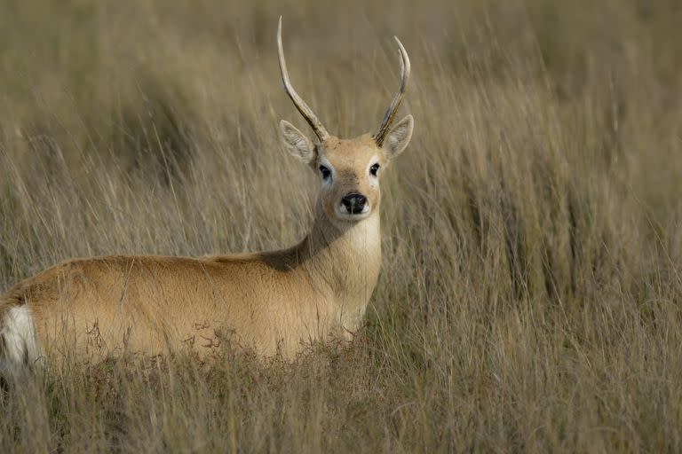 Una venado de las pampas observado por  un usuario de ArgentiNat