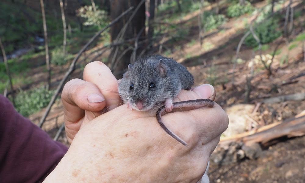 <span>Photograph: NSW government</span>