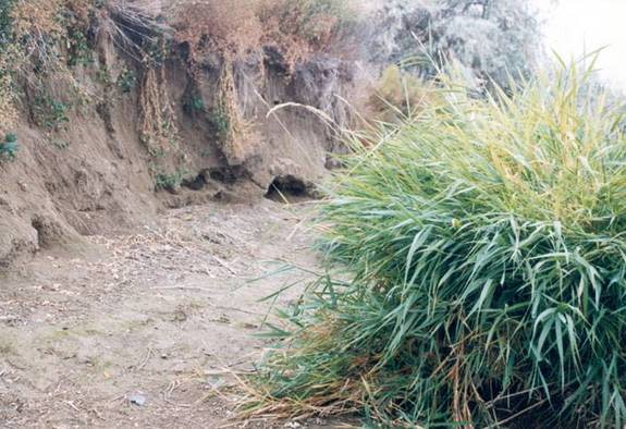 The remains of Kennewick Man were found along the Columbia River (shown here) near Kennewick, Washington.