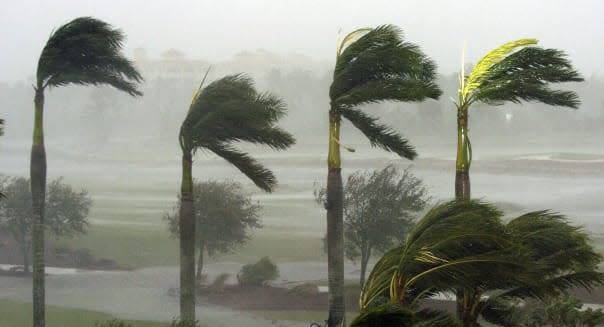 Palm trees at a hotel bend in the fierce