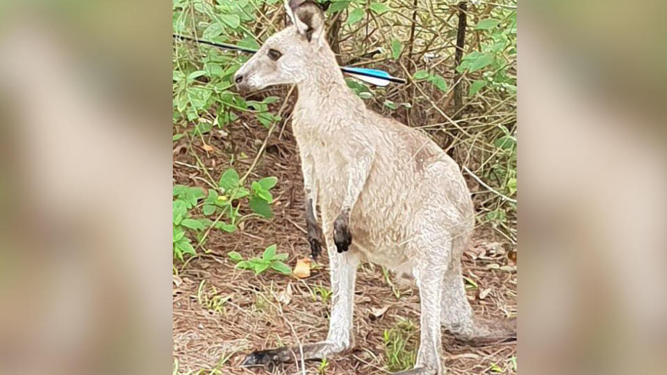 The kangaroo was humanely euthanised after it was shot on Sunday. Source: Better Protection for the Morisset Psychiatric Hospital Kangaroos