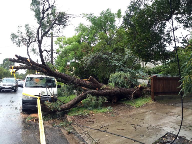 An uprooted tree has fallen on a parked car in the residential area of the western Sydney, following an overnight storm, on April 21, 2015