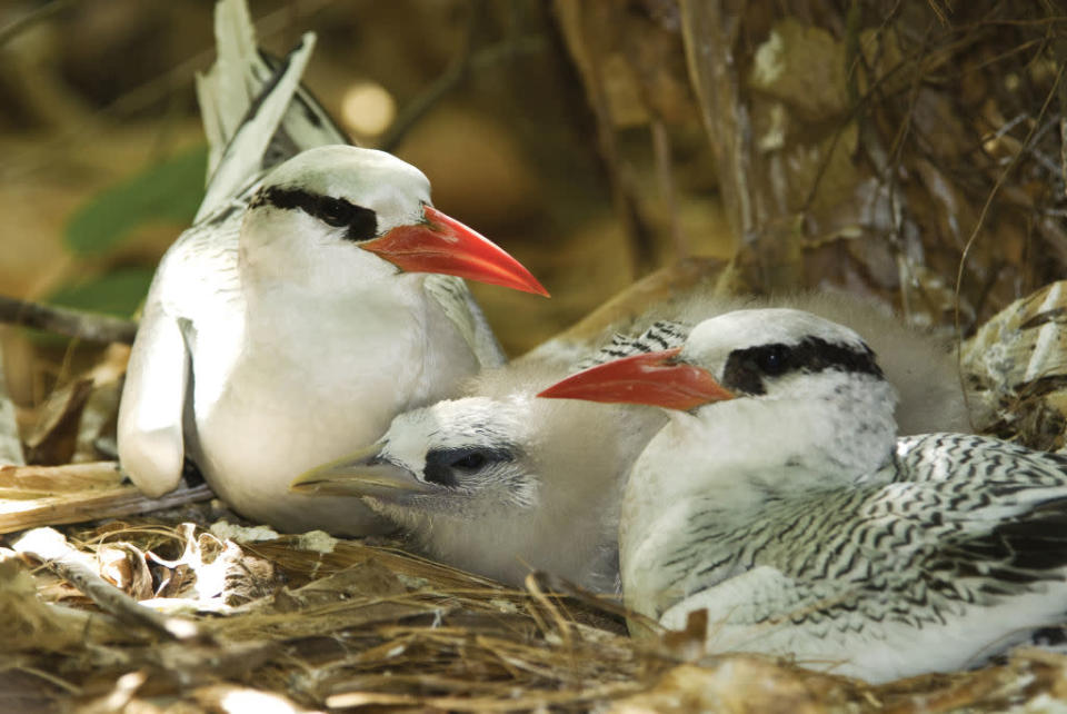 Rotschnabel-Tropikvögel<br><br> Tobago, Trinidad und Tobago © Barrie Britton © Paramount Pictures
