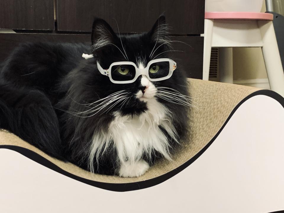 Truffles wears white glasses. (Courtesy of A Child's Eyes)