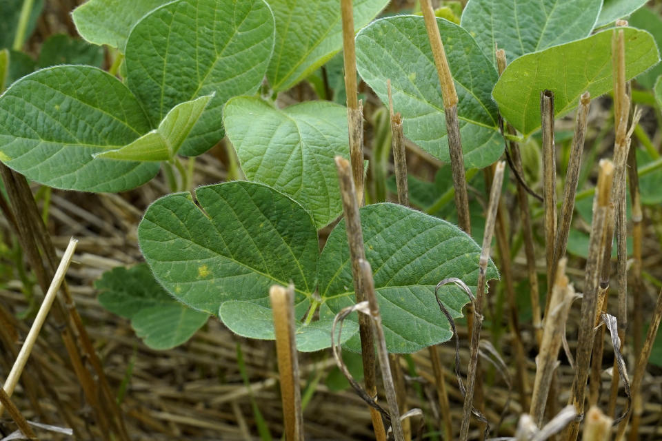 Soybeans and wheats are seen at Jeff O'Connor's farm, Thursday, Aug. 4, 2022, in Kankakee, Ill. A US Department of Agriculture move to change crop insurance rules to encourage farmers to grow two crops in a single year instead of one. Usually this means planting winter wheat in the fall, harvesting in May or June and then planting soybeans. The USDA is making it easier to obtain insurance, lessening the risk to farmers who make this choice.(AP Photo/Nam Y. Huh)